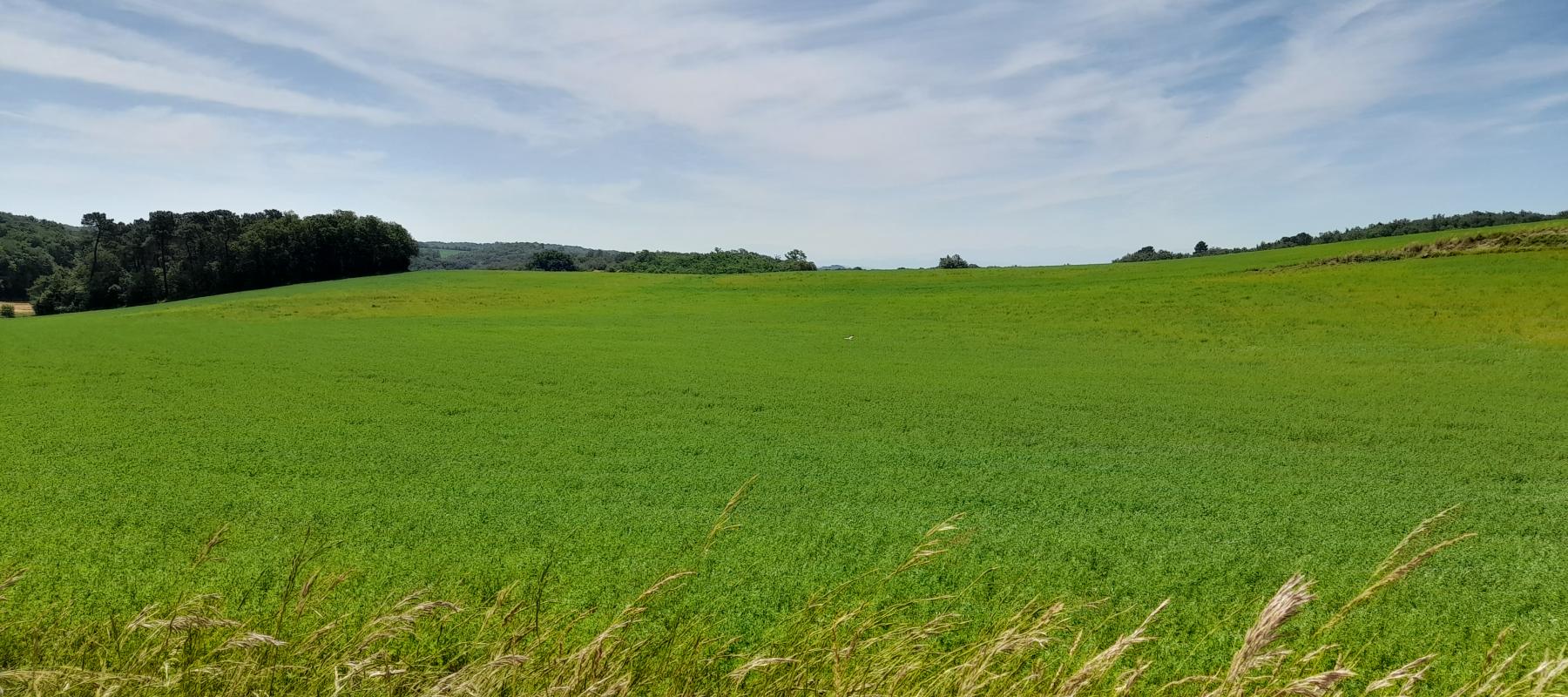 Photo du site "Piège et collines du Lauragais"